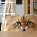 2016年猫の日に行って欲しい♡全国の猫好きイベント・スポット