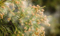 花粉やPM2.5の季節から体を守れ！「空気清浄機」最前線2016