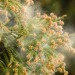 花粉やPM2.5の季節から体を守れ！「空気清浄機」最前線2016