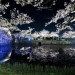 中心部から隠れた名所まで！福岡県内の桜の名所・おすすめ3選