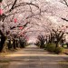 【今年は4/8（金）から】大阪一の名所！「造幣局」の桜をばっちり見に行く