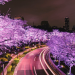 春ならではのお楽しみ！東京都内でキレイな夜桜がみられる場所