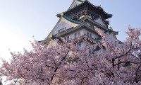 桜を見るなら大阪城！場所取りで失敗しないための徹底ガイド