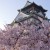 桜を見るなら大阪城！場所取りで失敗しないための徹底ガイド