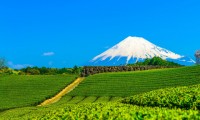 日本一の山・富士山を抱く「静岡」で一人暮らし！いいぞお！