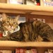 可愛い猫たちに癒されたい人集合！おすすめの猫カフェin東京
